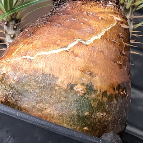 pachypodium gracilius《大きめM size》※現地球株発根済※成長点潰れ&ワイルド現地焼け肌‼︎子孫繁栄意識高く胴吹き枝の装いが堪らない良樹形※mad black pot植え