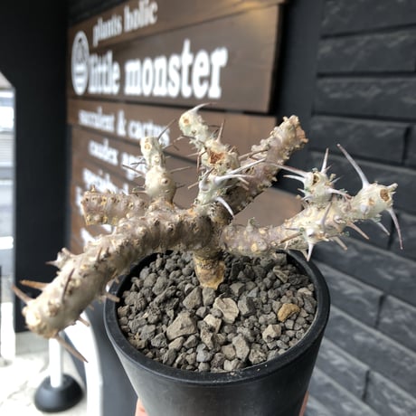 sarcocaulon crassicaule《M  size》※現地球発根済株※店主国内管理2年株※個体差でより鋭い赤味ある強刺に縮れ葉＆白花のギャップ萌えする良樹形※mad black pot植え