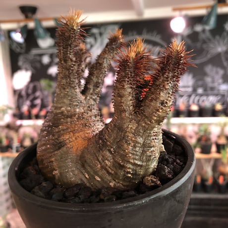 packypodium  gracilius《 M size》W-he'd※現地球発根済※最高バランスな美株二分頭株!未来を想像でき大変良き樹形＆肌質株※mad black bowl pot植え