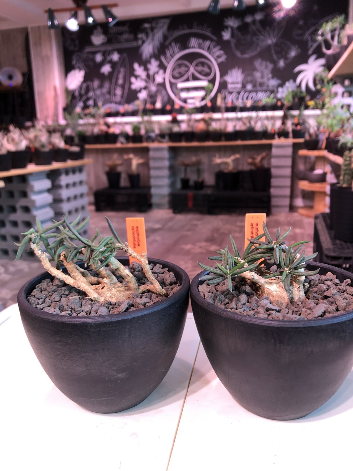 euphorbia cylindrifolia《M size》※塊根はぼってりと丸く、off-