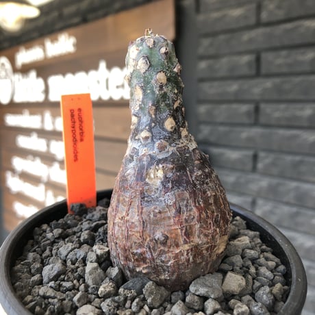 euphorbia  pachypodioides《大きめS size 》※現地球発根後店主国内管理3年株※ボコボコ肌まん丸球体樹形‼︎大変人気者な球体株※mad black bowl pot植え