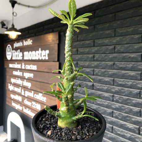希少‼︎dorstenia gigas《小さめL  size》littmon  seed🌱9年株※極太ぼってり株元に良枝振りなリトモン渾身の一株※mad black pot植え