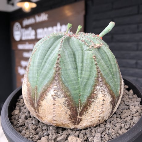 euphorbia  obesa《L size》木質化株※現地球発根後店主国内管理4年株※下部から味深く木質化した激球体bigオベサ※mad black bowl pot植え