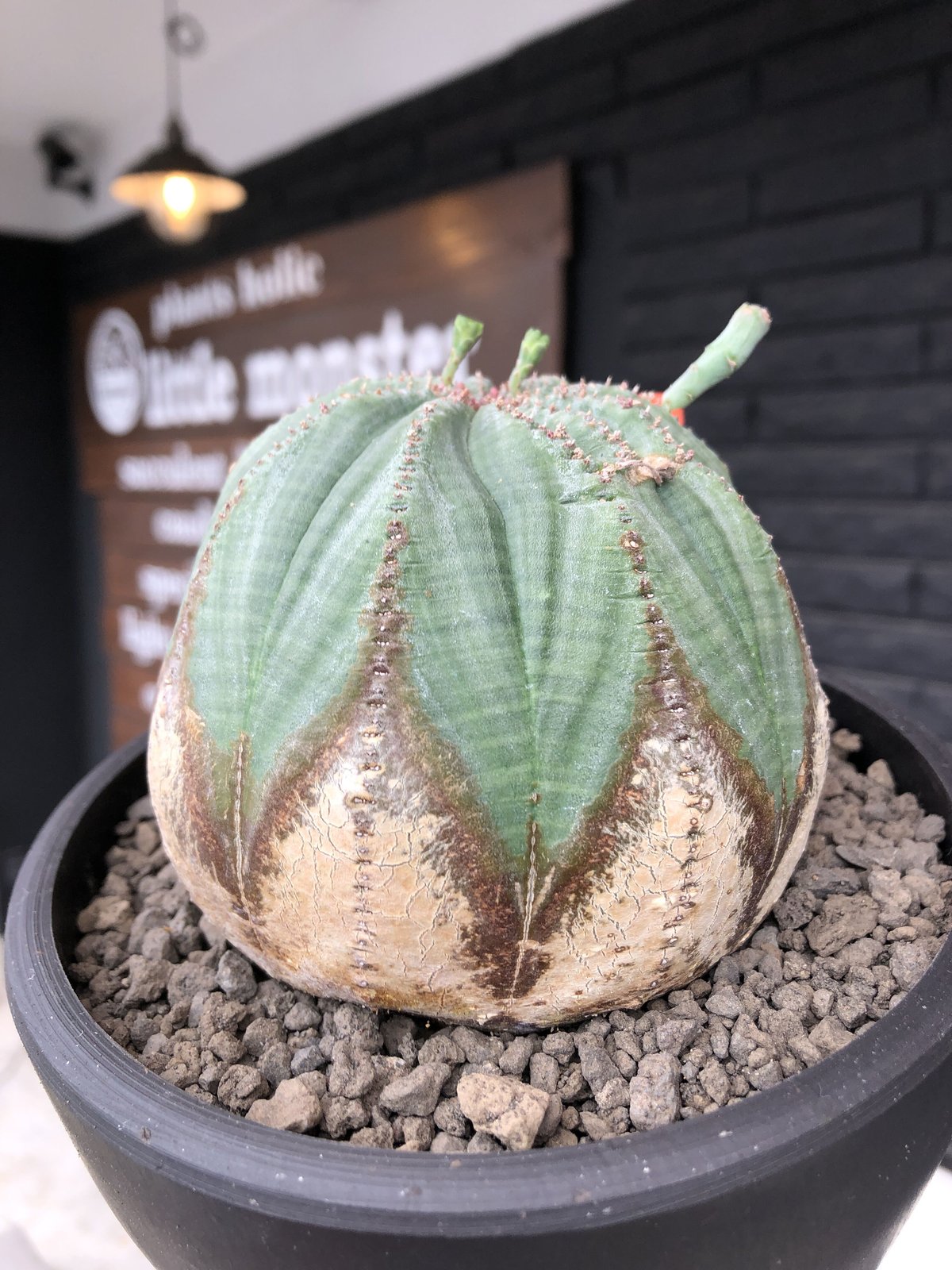 euphorbia obesa《L size》木質化株※現地球発根後店主国内管理4
