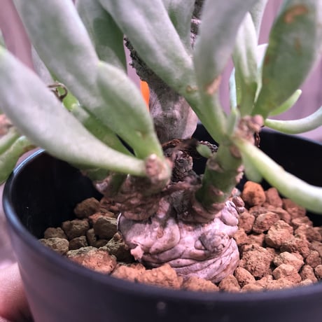 othonna   clavifolia《S size》