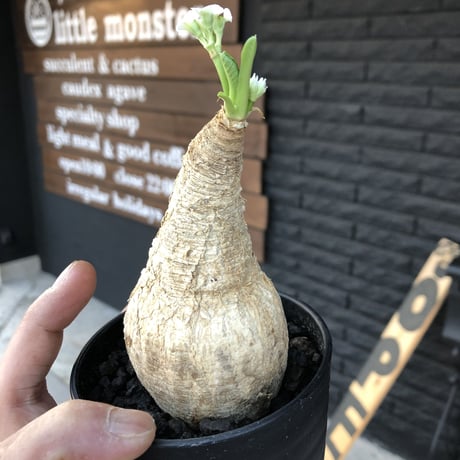 euphorbia    primulifolia  《花色  basic  white》