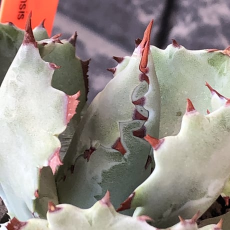 agave  isthmensis《M size》※現地球発根後店主国内管理2年株※weight低く締まり纏まり良き良バランス※mad black pot植え