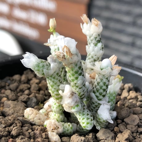 avonia recurvata ssp.buderiana《M size》希少種‼︎※現地球株発根済※肉厚で鱗の様な綺麗模様に白花を咲かせるかわいく太め塊根な一株※black pot植え