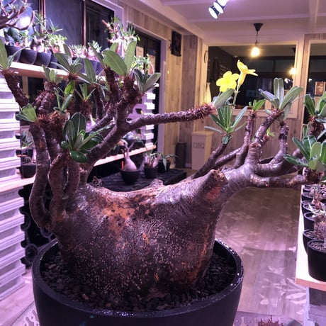 packypodium  gracilius《XL size》大株※現地球発根後店主国内管理7年株※大変big且つ激枝振り＆現地焼けbody※mad black bowl pot植え