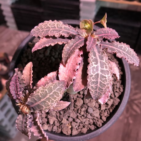 euphorbia francoisii var.crassiccaulis redreef《 L size》※現地球発根済株※店主国内管理6年株※赤葉白肌が堪らない※black bowl pot植え