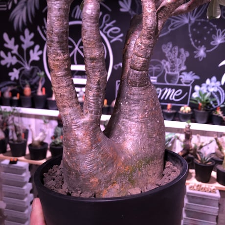 packypodium  gracilius《二分頭株》🌵🌵※現地球株  発根済み株‼︎  　限定1株　※希少株