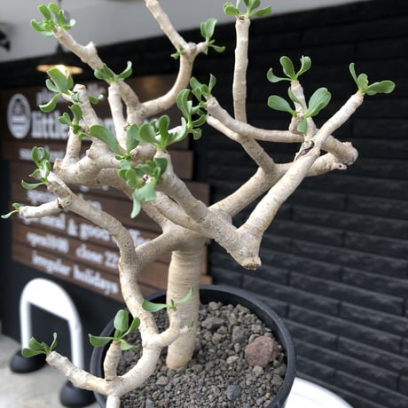othonna furcata《 L size》極白肌良樹形※現地球発根後店主国内管理5年株※極美白肌且つ丁度良きサイズ感の良樹形株※mad black pot植え