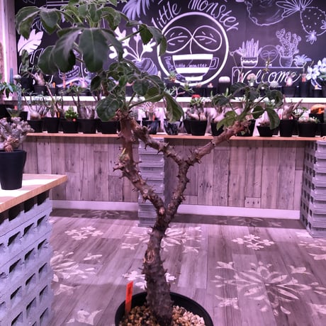 jatropha  fissispina 《L size》希少種希少size‼︎ ※大変仕上がった木質化&枝振りbalance株‼︎ ※限定1株