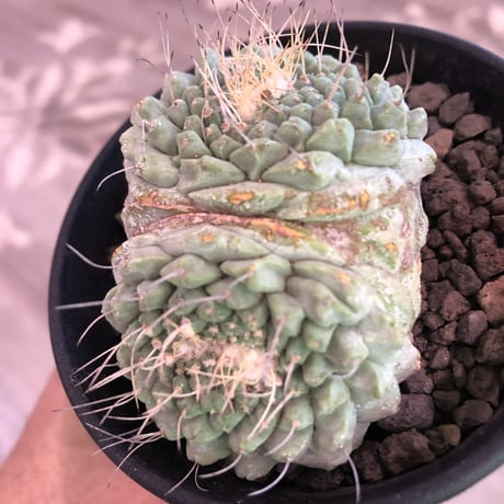 strombocactus  菊水《M size》3分頭株  希少3hed‼︎  ※店主管理国内６年株