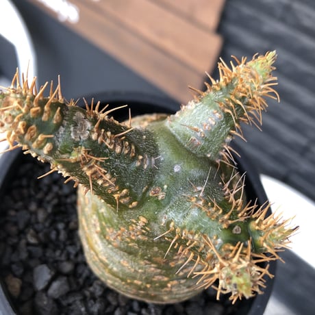 pachypodium  gracilius《M size》希少‼︎green肌ぼってり樹形※現地球発根後店主国内管理2年株※weight低く低重心極短枝な選抜株※mad black pot植え