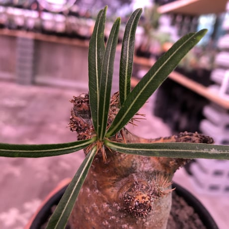 packypodium  gracilius《S  size》※現地球発根済株※堪らなく特化した驚愕株‼︎現地焼け激しいyellow-goldグラキ‼︎※mad black bowl pot植え
