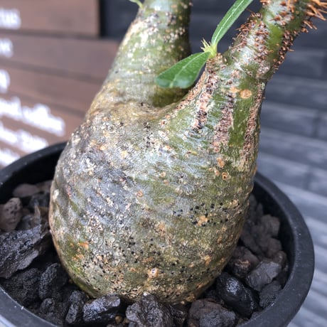 pachypodium gracilius《小さめM size》希少green肌&二頭枝※現地球発根後店主国内管理2年株※大変ぼってり感も強く纏まり良き良樹形グラキ※mad black pot植え