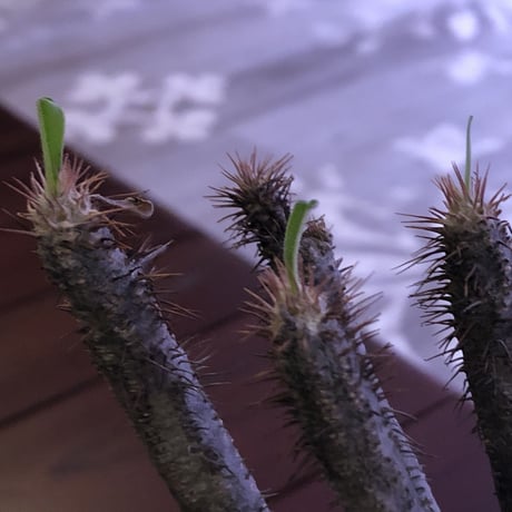 packypodium    gracilius《M size》発根済み株