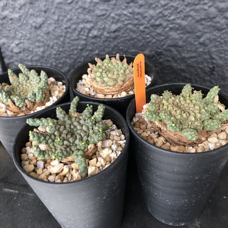 euphorbia     gorgonis《M size》
