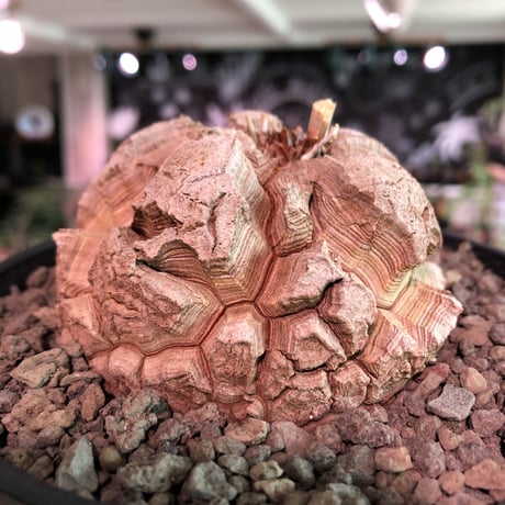 dioscorea elephantipes アフリカ亀甲竜《大きめM size》※今後輸入が厳しい南アフリカ物‼︎現地球株らしい切れ目立体樹形の大きなwild亀さん‼︎※浅鉢植え　※限定2株