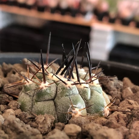 copiapoa   cinerea  黒王丸《大きめS size》※現地球株カキ仔自根株※現地球のDNAを引き継いだカキ仔良樹形株※mad black pot植え