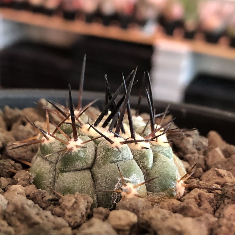 copiapoa cinerea 黒王丸《大きめS size》※現地球株カキ仔自根株※現