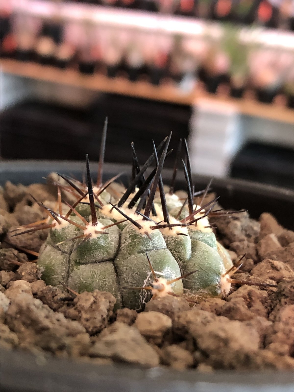 copiapoa cinerea 黒王丸《大きめS size》※現地球株カキ仔自根株※現