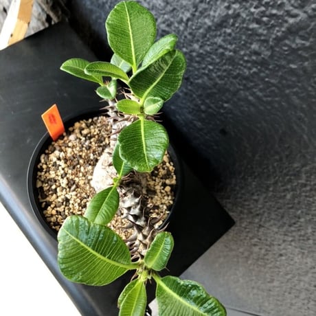packypodium   windsorii《M size》店主個人株