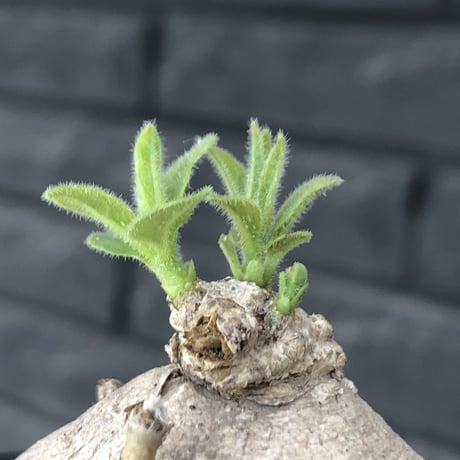 pentagonanthus grandiflorus ssp.glabrescens《M size 》※現地球発根後店主国内管理2年株※激希少種‼︎可愛すぎる装い※mad black pot植え