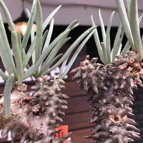 tylecodon  wallichii  和名＝奇峰錦《大きめM size》※現地球発根後店主管理5年株※美しく大きめで低重心良樹形な一株※ mad black pot植え