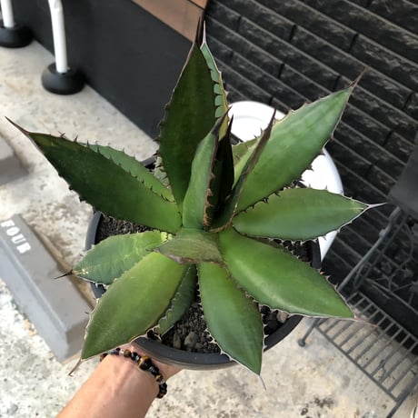 agave horrida《大きめL size》※現地球発根後店主国内管理3年株※締まり&樹形balance良き大きめホリダ※mad black bowl pot植え