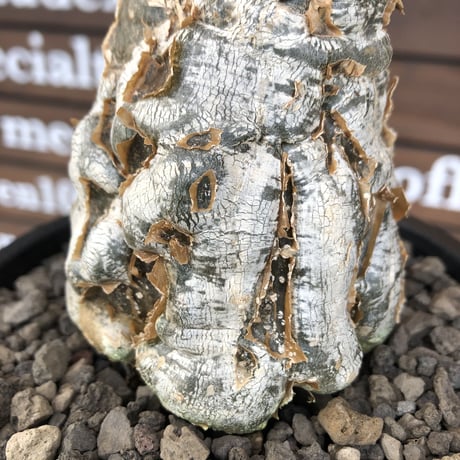cephalopentandra ecirrhosa《 L size》ゴツゴツ極太株※現地球発根済株※店主国内管理7年株※幹のボコボコ感が強きパキプスかの如く厳つい一株※mad black pot植え