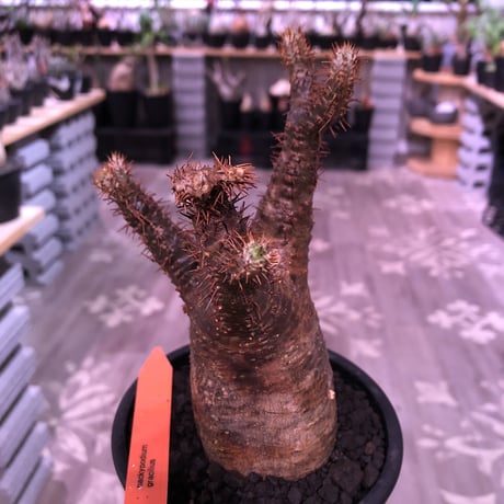 packypodium  gracilius《M  size》※現地球発根済株‼︎※丁度新芽もお目覚めのbalance&サイズ感良き若干茶肌のグラキリス※mad black pot植え