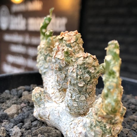 dorstenia  horwoodii《LL size》※現地球株発根済※古き良き味深い極白肌&低重心ぷっくり株元も堪らない渾身の一株‼︎※black bowl pot植え