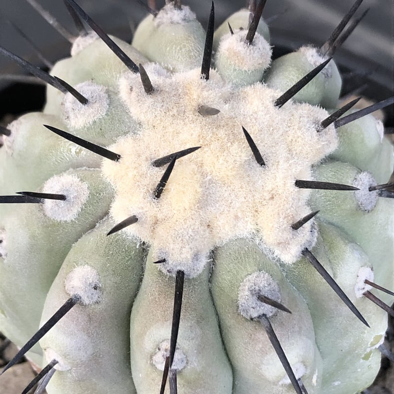 copiapoa cinerea 黒王丸《大きめM size》激希少※現地球発根済株※店