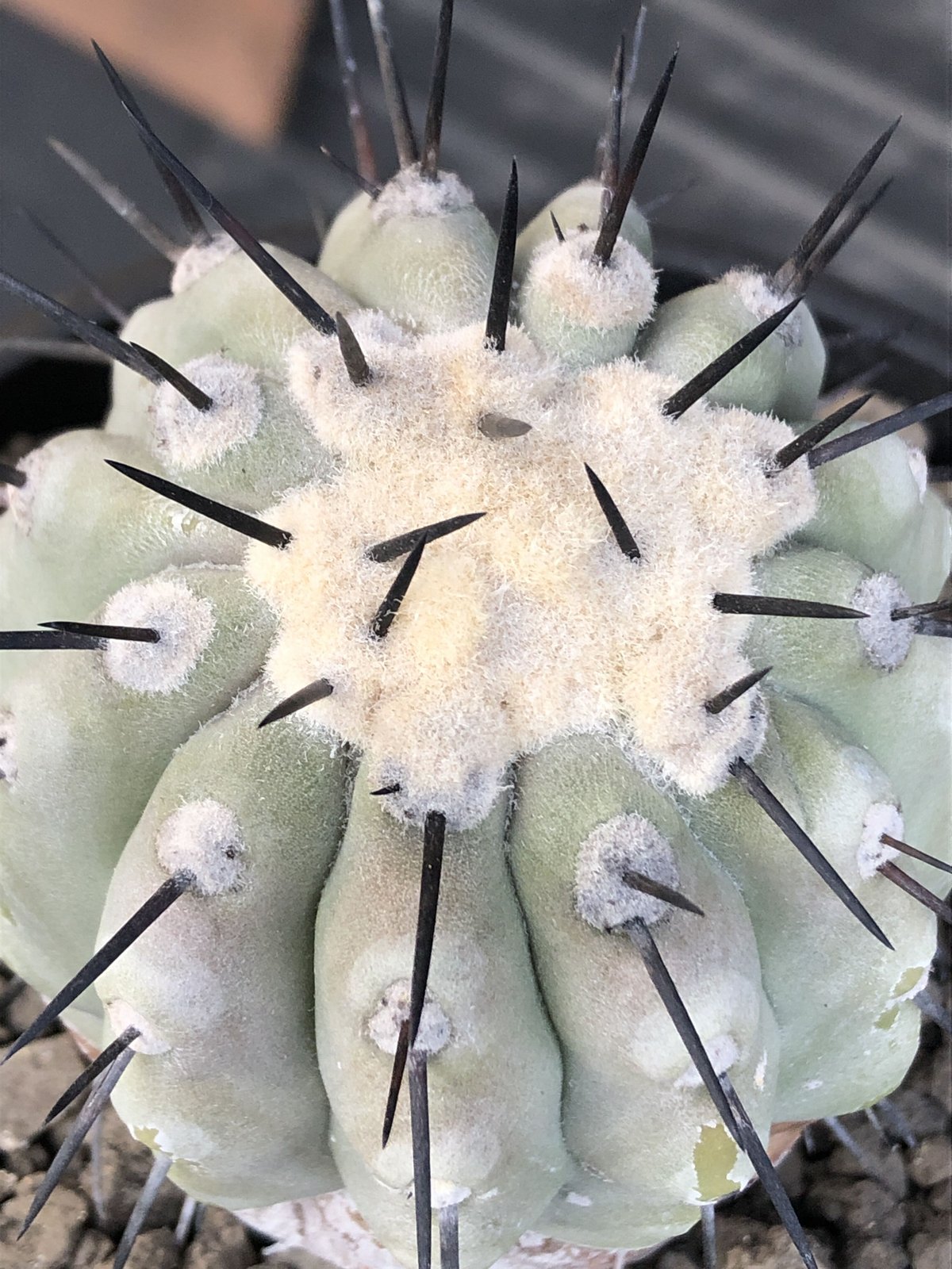 copiapoa cinerea 黒王丸《大きめM size》激希少※現地球発根済株※店