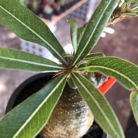 pachypodium gracilius《小さめM size》希少‼︎green肌※現地球発根後店主国内管理3年株※greenとyellowのcontrastが◎※mad black pot植え