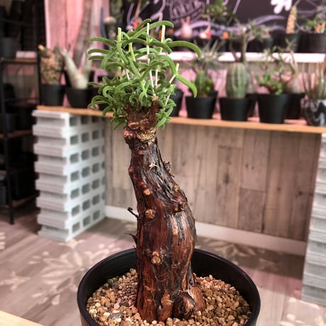 mestoklema   tuberosum《小さめM  size》※冬季も成長開花する潅木‼︎丈短で成熟株の表皮肌質‼︎※限定２株