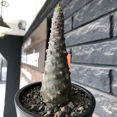euphorbia   pachypodioides《M size 》※ボコボコ肌の立体的樹形‼︎葉の表がグリーンで葉裏とお花が紫の魅力的な一株※mad black pot植え