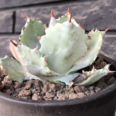 agave  isthmensis《M size》※現地球発根後店主国内管理2年株※weight低く締まり纏まり良き良バランス※mad black pot植え
