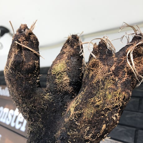 xerophyta trichophylla《S size》※現地球発根後店主国内管理2年株※驚愕強靭株※weightは低く良枝振りな一株※mad black pot植え