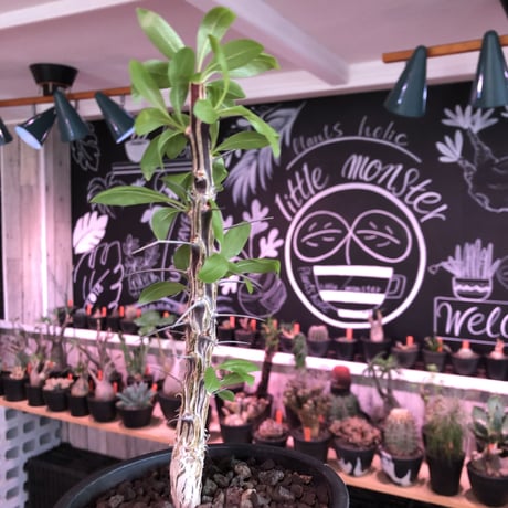 fouquieria  diguetii《M size》※ディグエッティの特徴がしっかり出た幹にイキイキした葉のコントラストが堪らない一株※mad black pot植え