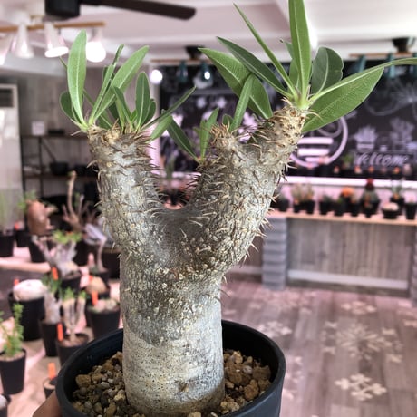 packypodium    gracilius《M size》