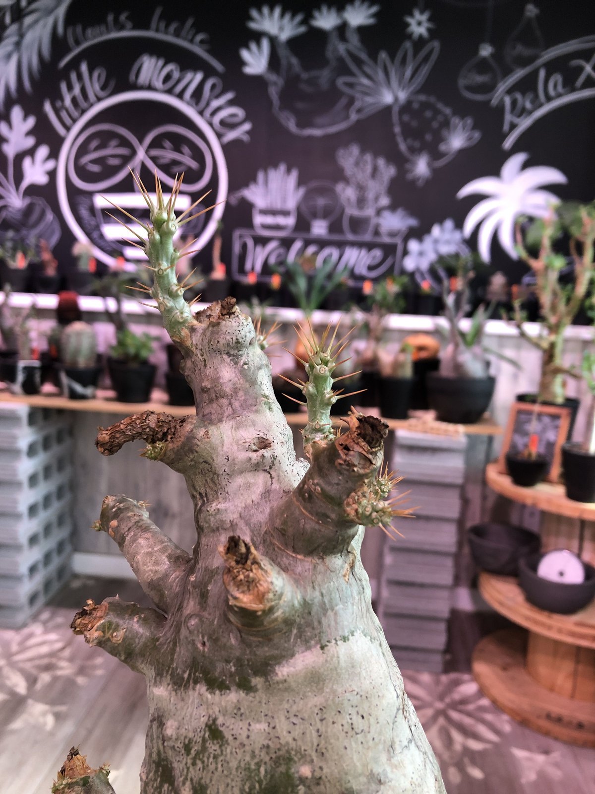 packypodium saundersii(L size)※現地球発根済み株‼︎ ※ packypodium saundersii(L size)※現地球発根済み株‼︎ ※