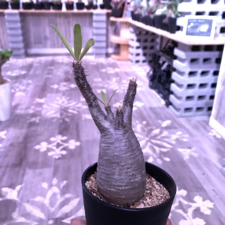 packypodium  gracilius《M size》※現地球株  発根済み株‼︎  （限定10株）