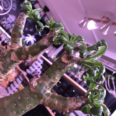tylecodon  paniculatus 《太めM size》店主3年管理株‼︎ 激推し株‼︎　※mad black pot植え