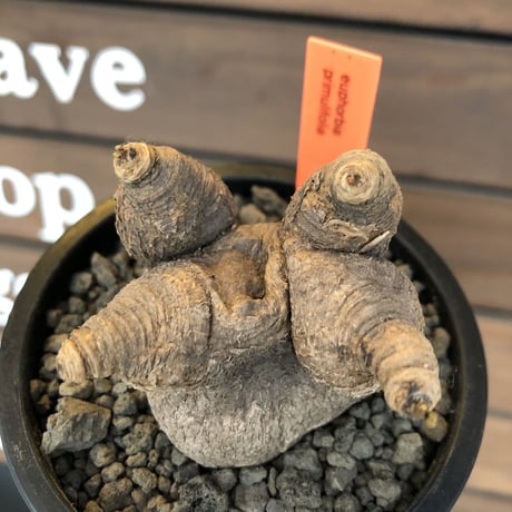 euphorbia  primulifolia 《大きめM size》※現地球発根済株※店主国内管理3年株※大変大きめな塊根にweight低き良枝振りなぼってりプリムリ※mad black pot植え
