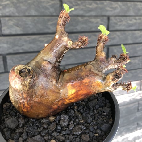 pachypodium  cactipes《M size》極赤肌株※現地球発根済株※店主国内管理4年株※極赤味が強く自己主張強きカクチペス‼︎存在感抜群な選抜株※mad black pot植え