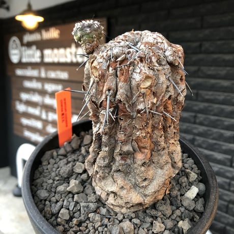 copiapoa cinerea 黒王丸《M size》※現地球発根後店主国内管理21年株※極上‼︎全身から生命力感じる木質ミイラ化した極上株※mad black bowl pot植え