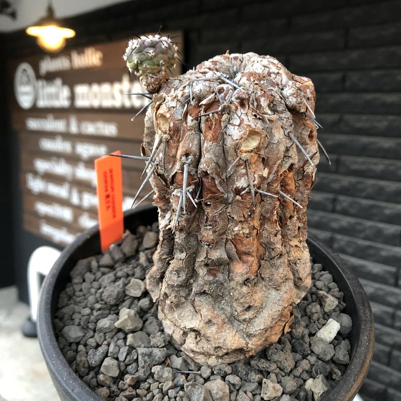 copiapoa cinerea 黒王丸《M size》※現地球発根後店主国内管理21 copiapoa cinerea 黒王丸《M size》※現地球発根後店主国内管理21